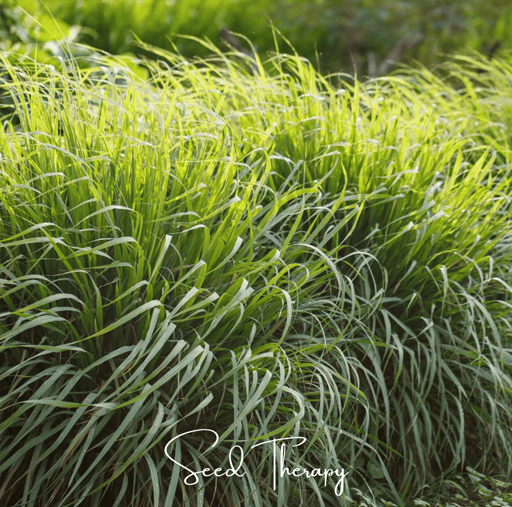 Lemon Grass – 100 Seeds | Seeds | Wiccan Center