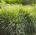 Lemon Grass – 100 Seeds | Seeds | Wiccan Center