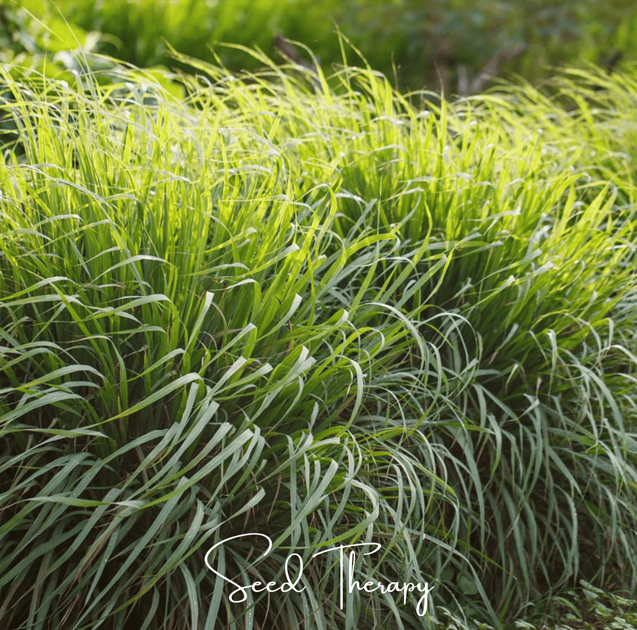 Lemon Grass – 100 Seeds | Seeds | Wiccan Center