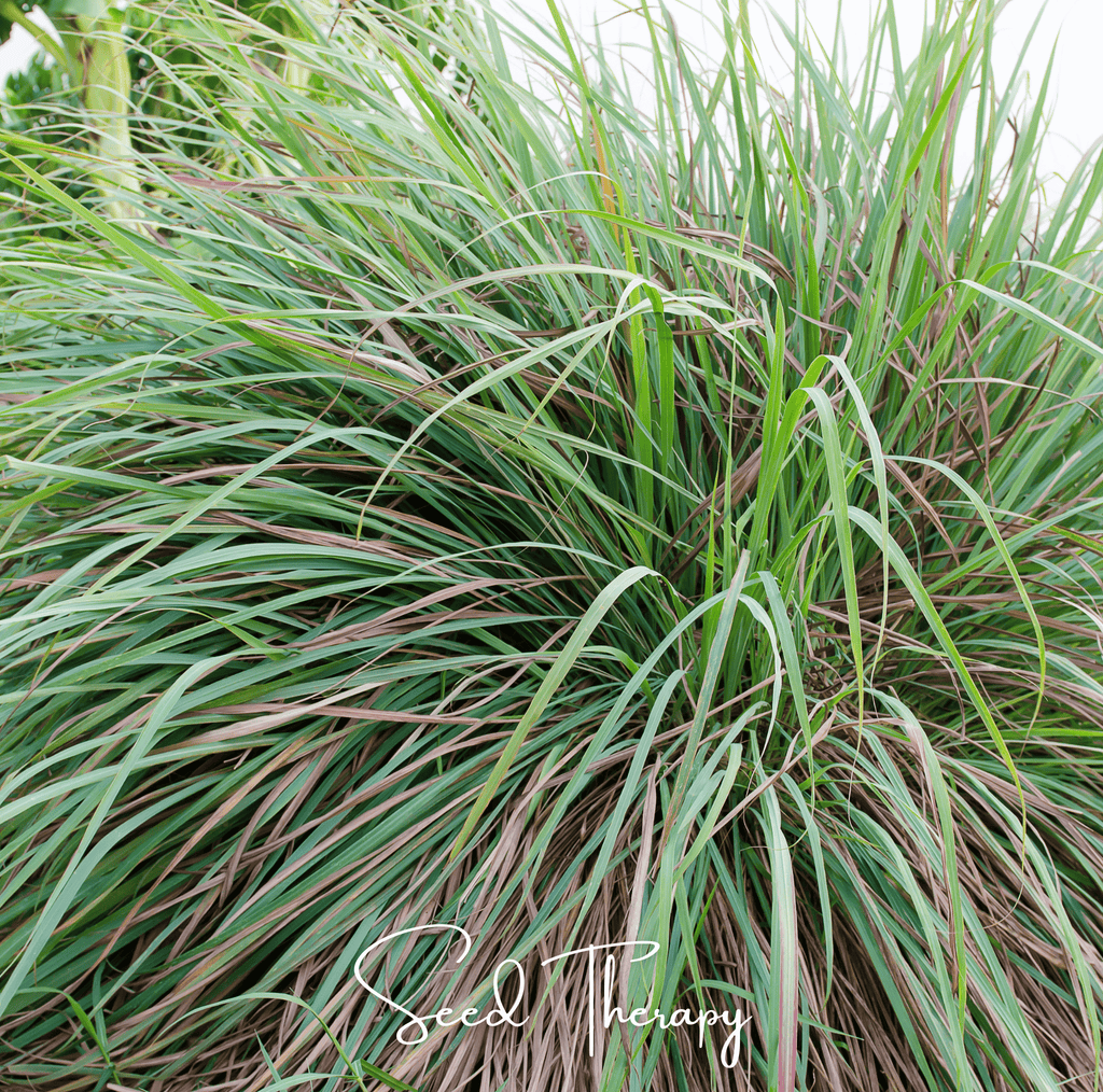 Lemon Grass – 100 Seeds | Seeds | Wiccan Center