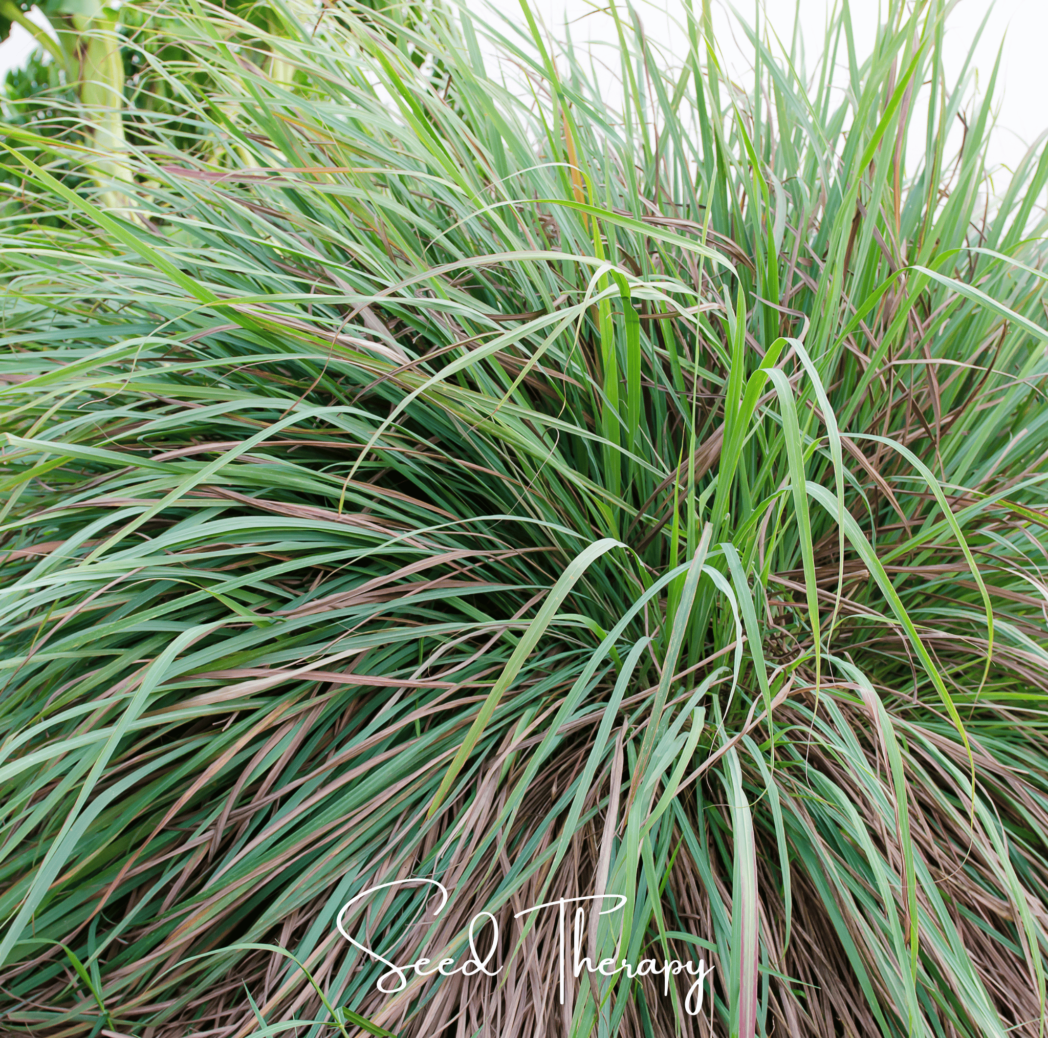 Lemon Grass – 100 Seeds | Seeds | Wiccan Center