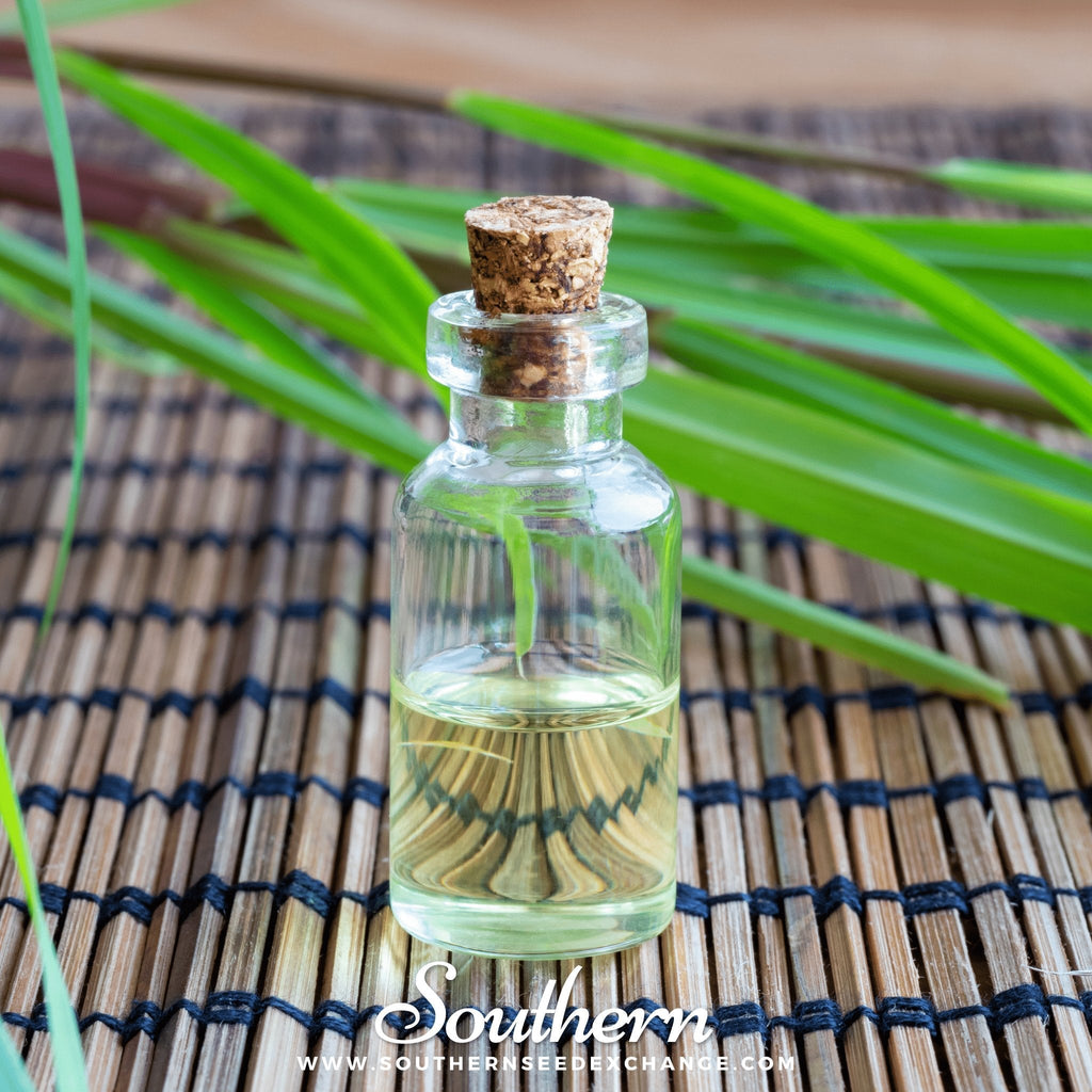 Lemon Grass – 100 Seeds | Seeds | Wiccan Center