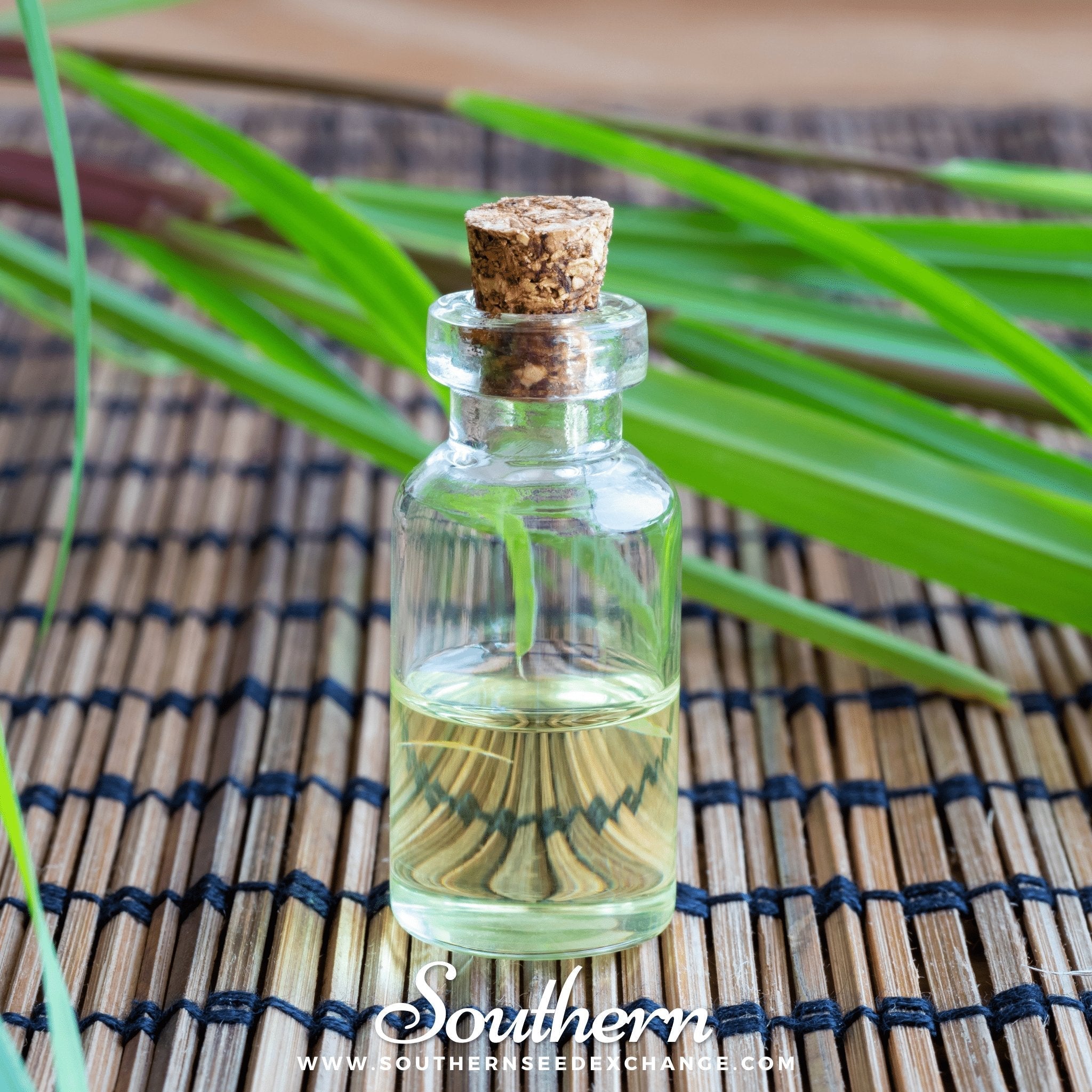Lemon Grass – 100 Seeds | Seeds | Wiccan Center