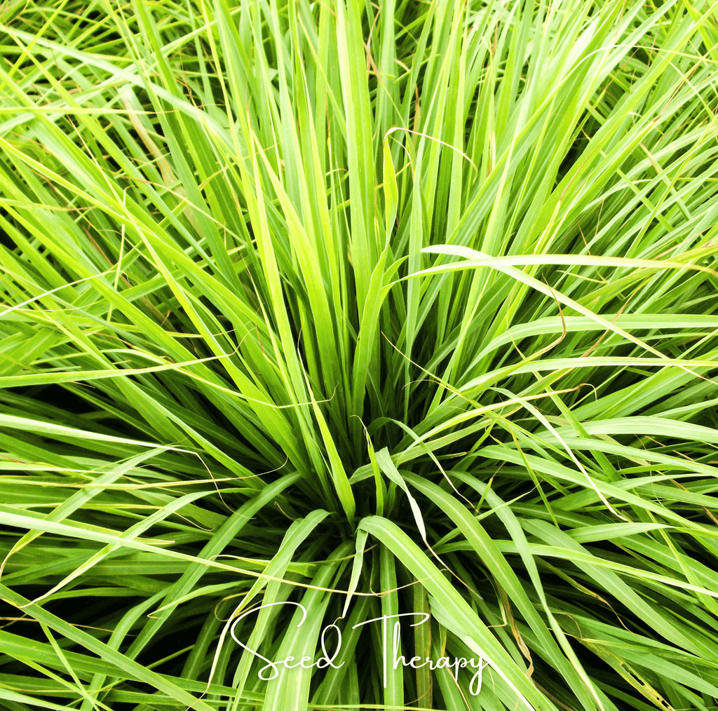 Lemon Grass – 100 Seeds | Seeds | Wiccan Center