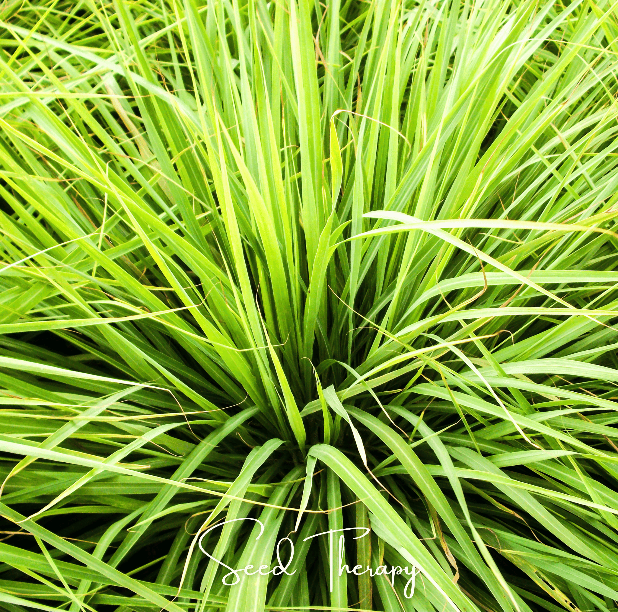 Lemon Grass – 100 Seeds | Seeds | Wiccan Center