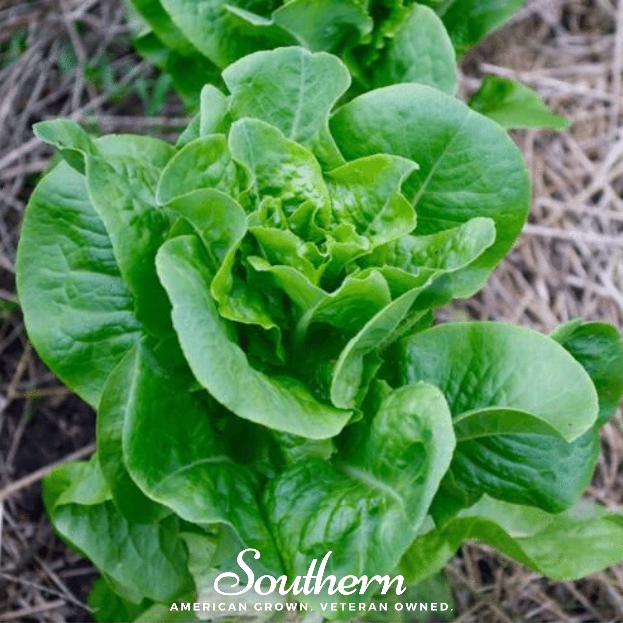 Bibb Summer Lettuce – 500 Seeds | Seeds | Wiccan Center