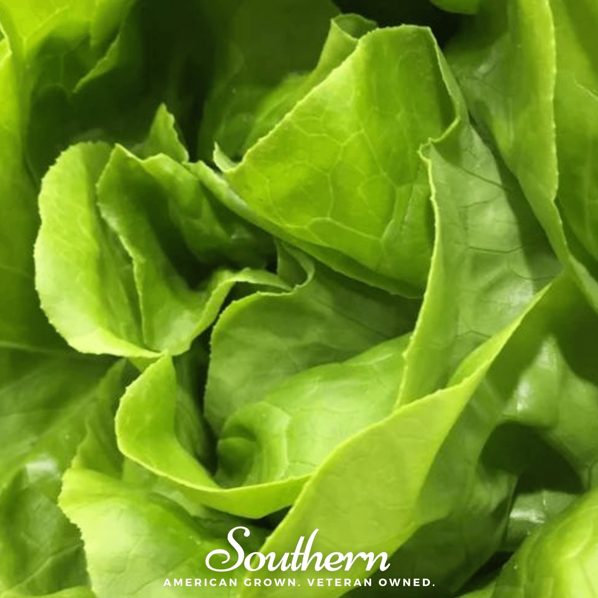 Bibb Summer Lettuce – 500 Seeds | Seeds | Wiccan Center
