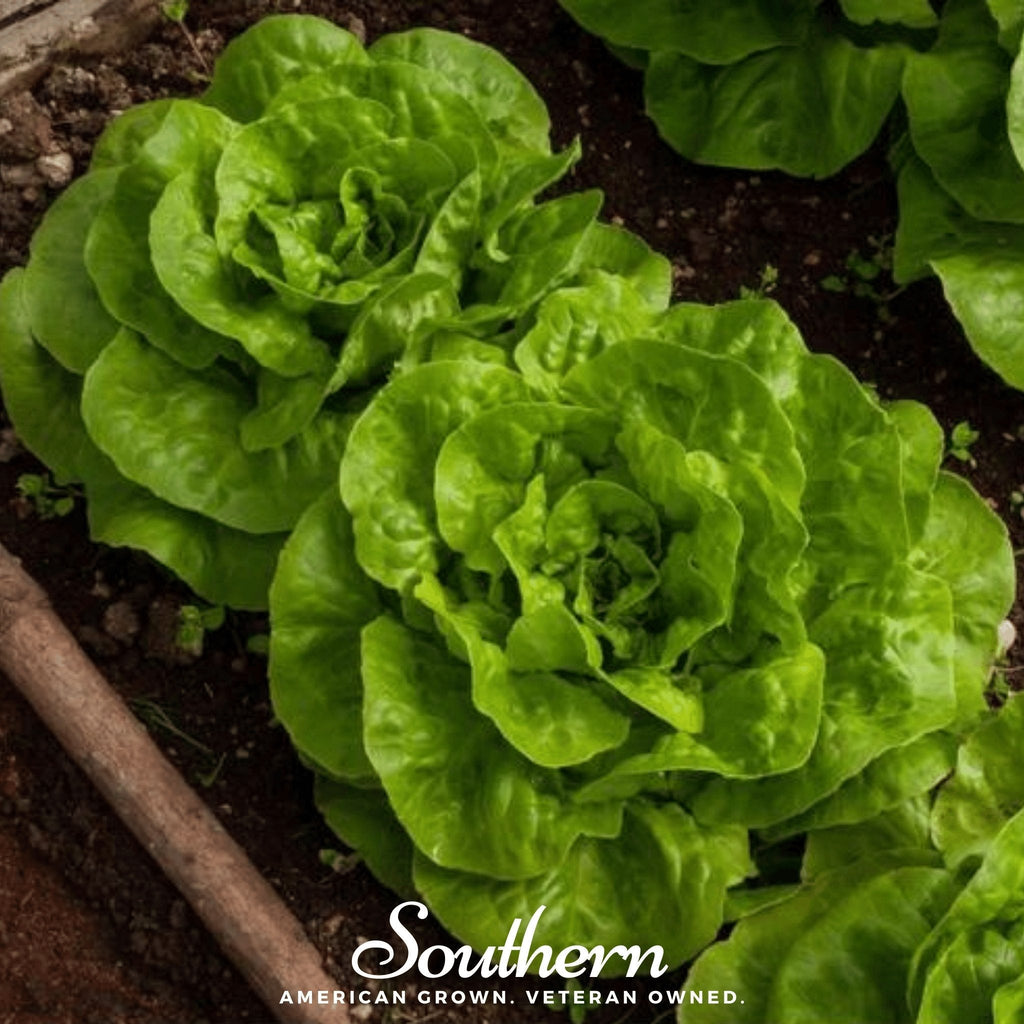 Bibb Summer Lettuce – 500 Seeds | Seeds | Wiccan Center