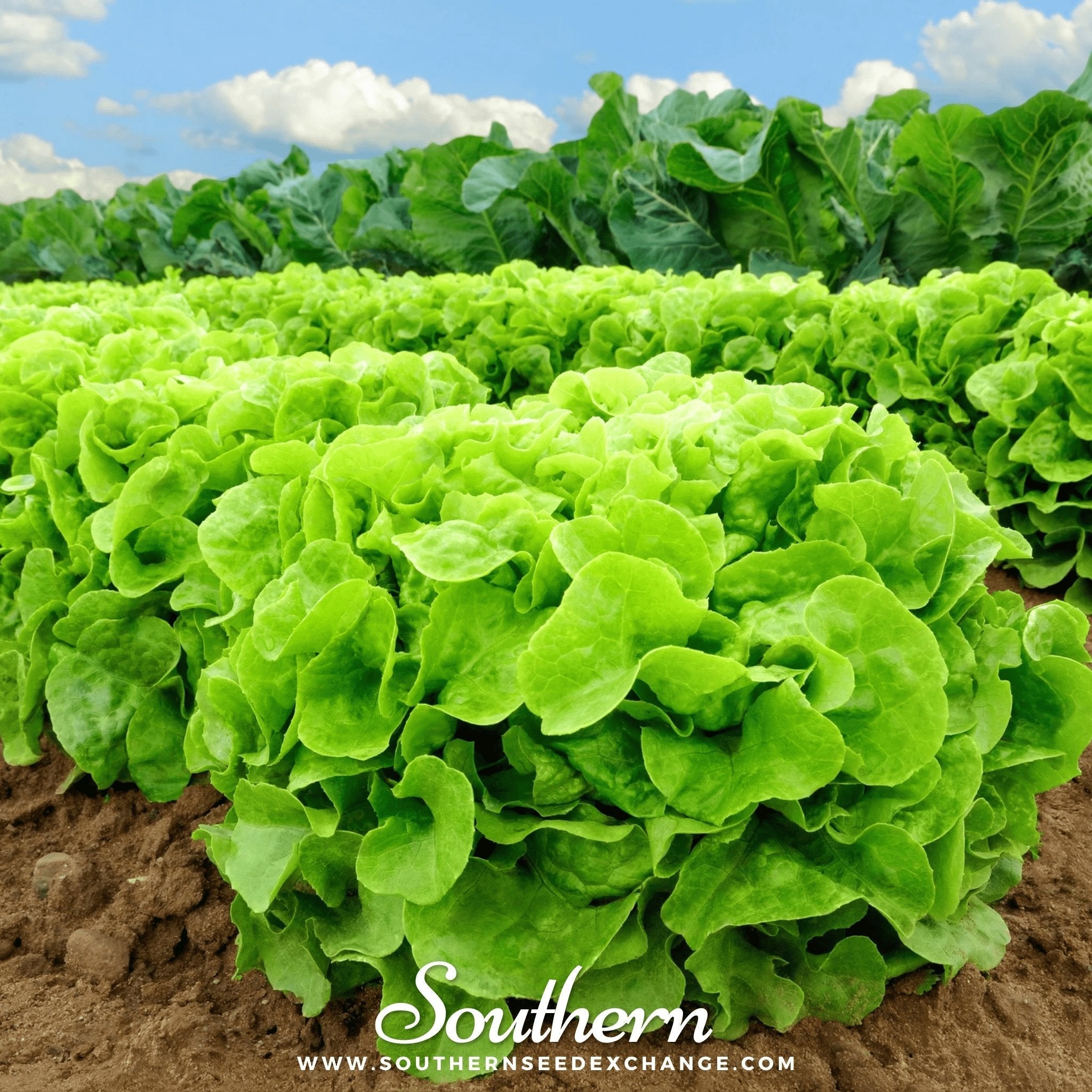 Buttercrunch Lettuce – 500 Seeds | Seeds | Wiccan Center