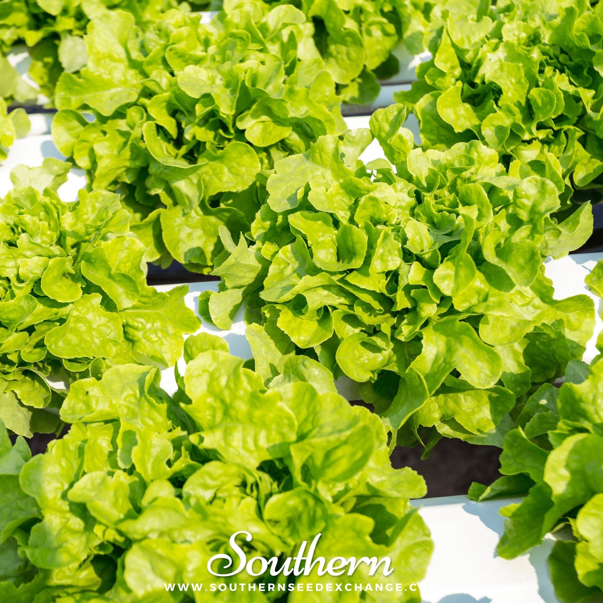 Buttercrunch Lettuce – 500 Seeds | Seeds | Wiccan Center