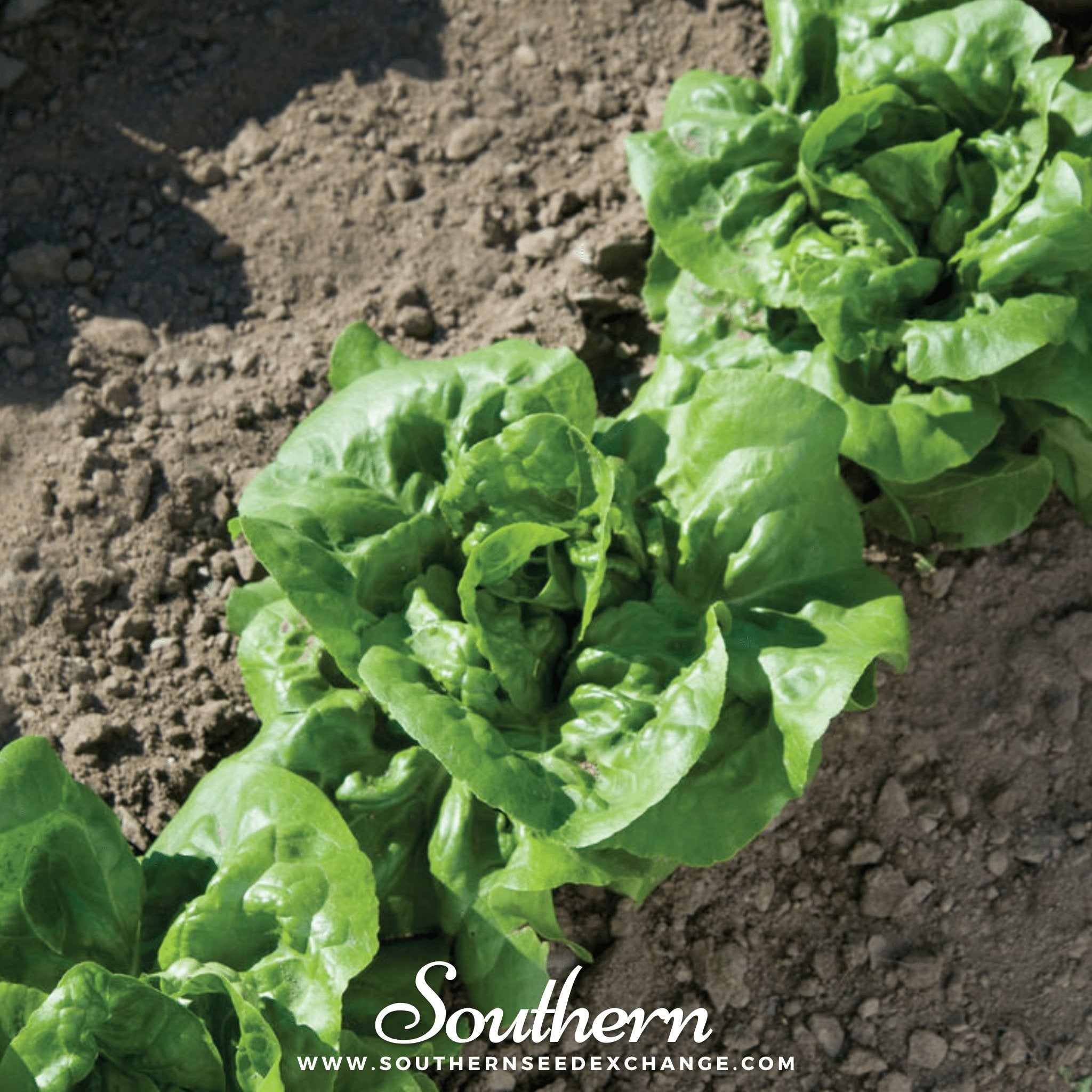 Buttercrunch Lettuce – 500 Seeds | Seeds | Wiccan Center