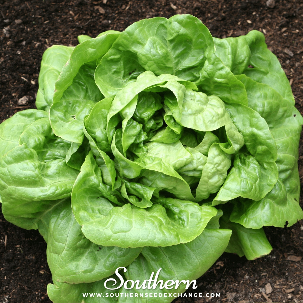 Buttercrunch Lettuce – 500 Seeds | Seeds | Wiccan Center