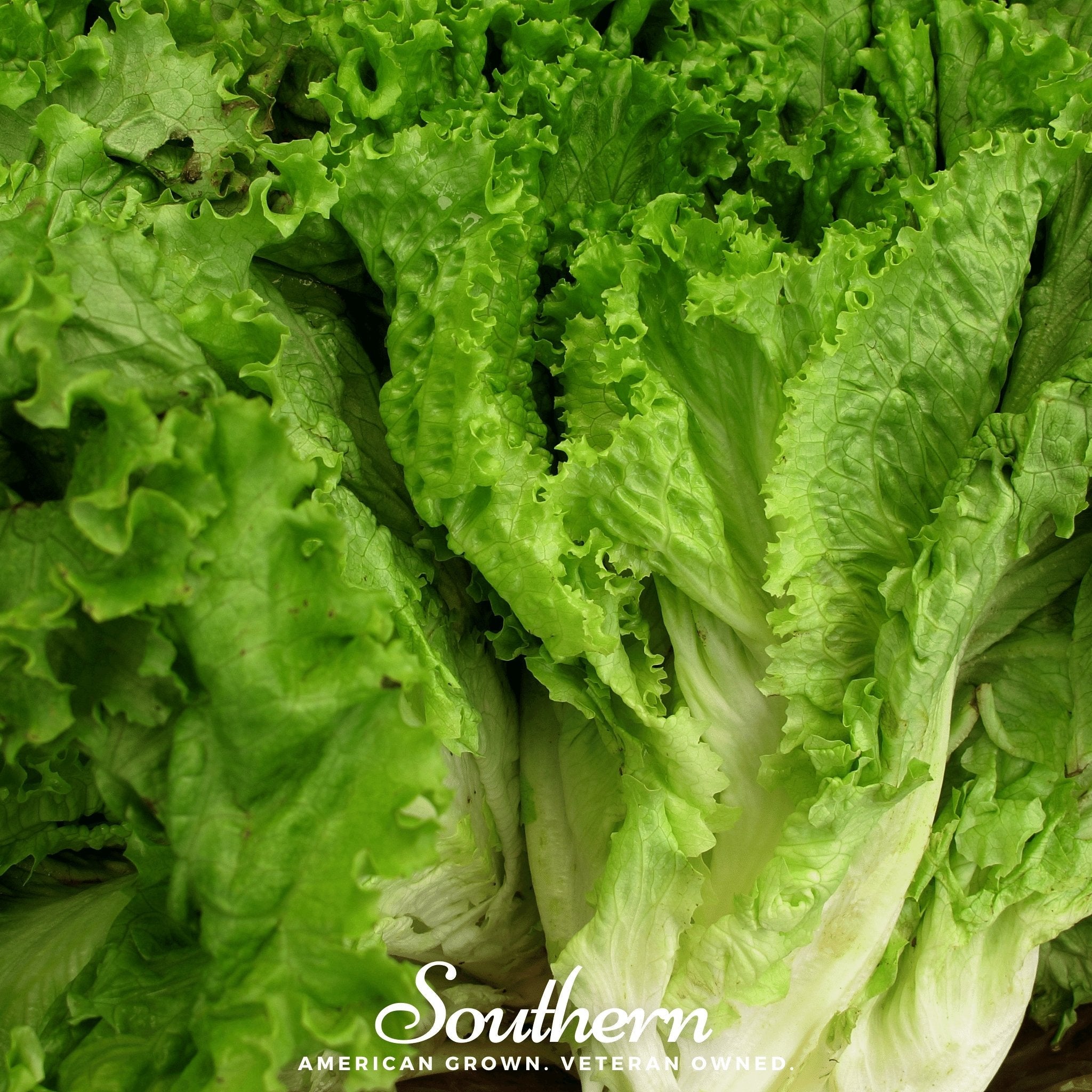Green Ice Lettuce – 500 Seeds | | Wiccan Center