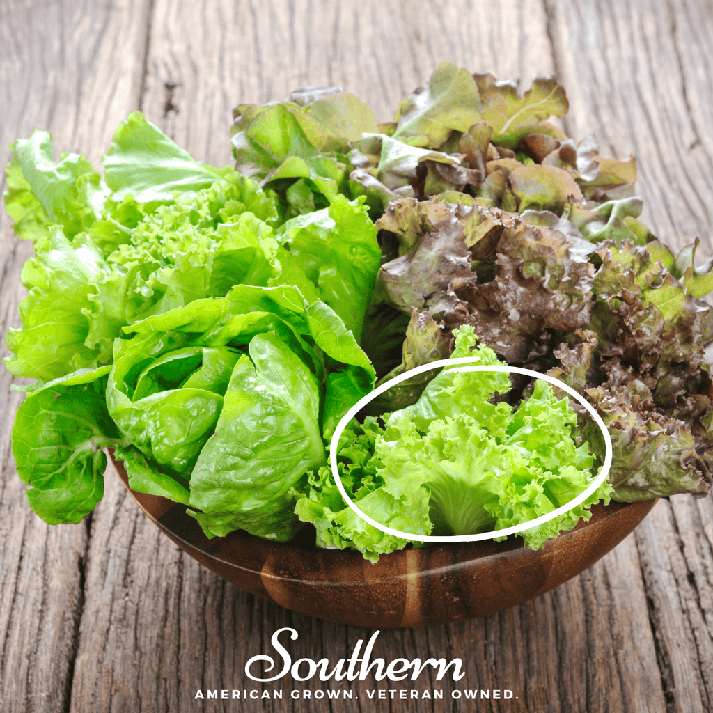 Green Ice Lettuce – 500 Seeds | | Wiccan Center