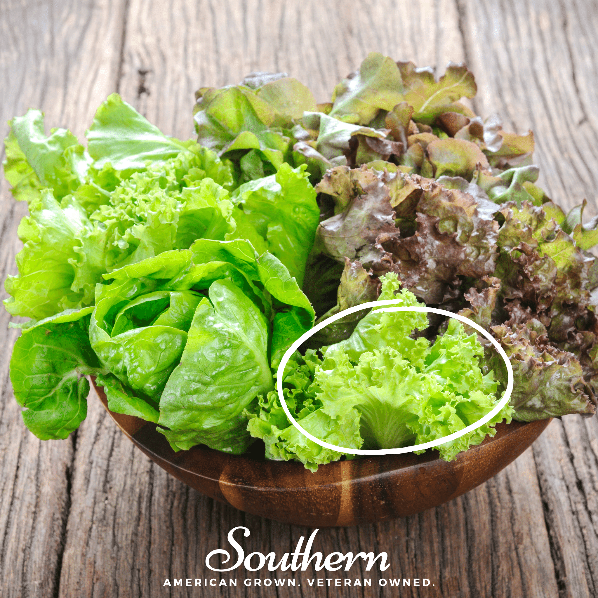 Green Ice Lettuce – 500 Seeds | | Wiccan Center