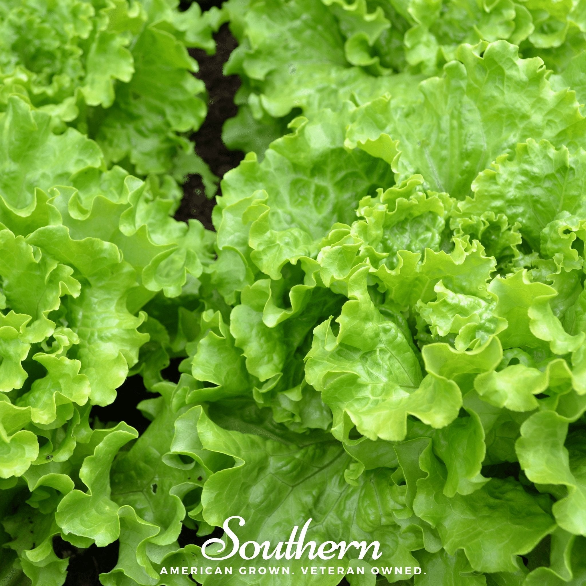 Green Ice Lettuce – 500 Seeds | | Wiccan Center