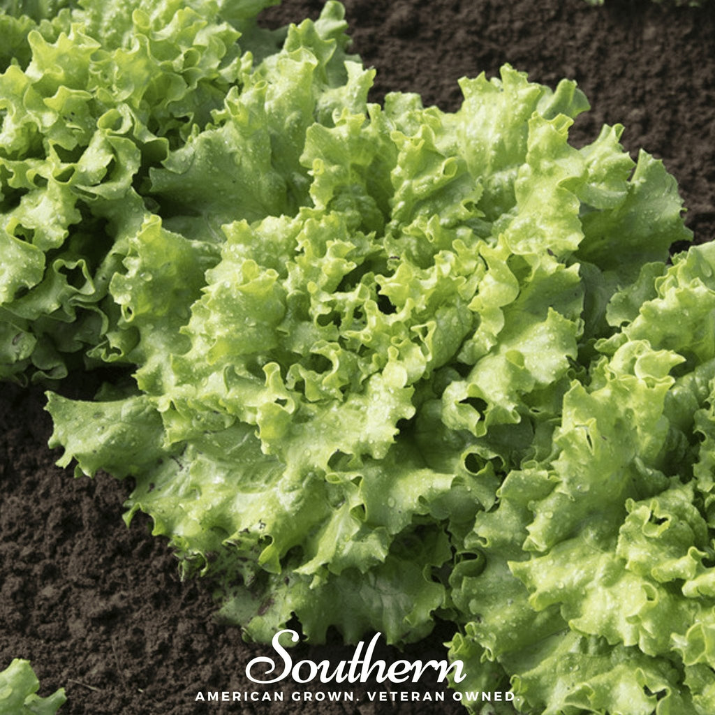 Green Ice Lettuce – 500 Seeds | | Wiccan Center