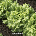 Green Ice Lettuce – 500 Seeds | | Wiccan Center