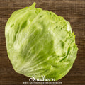 Iceberg Lettuce – 500 Seeds | Seeds | Wiccan Center