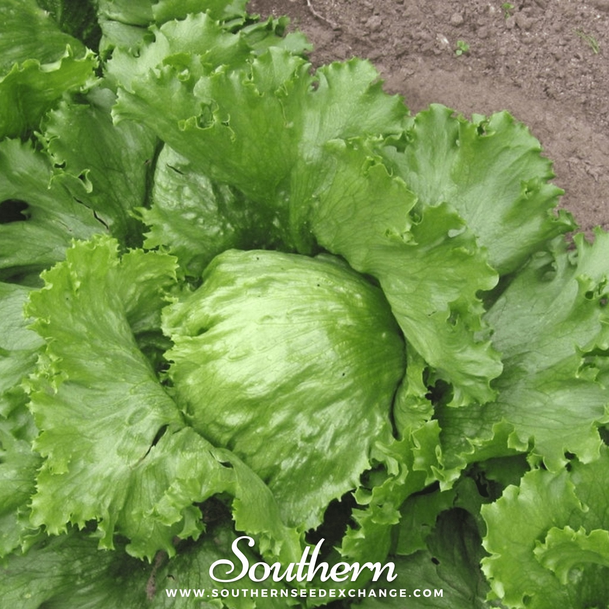 Iceberg Lettuce – 500 Seeds | Seeds | Wiccan Center
