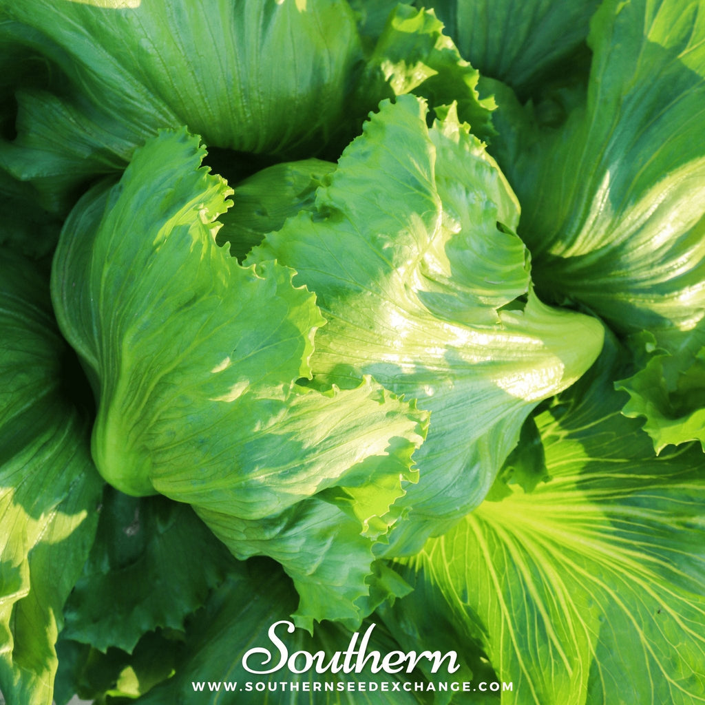 Iceberg Lettuce – 500 Seeds | Seeds | Wiccan Center