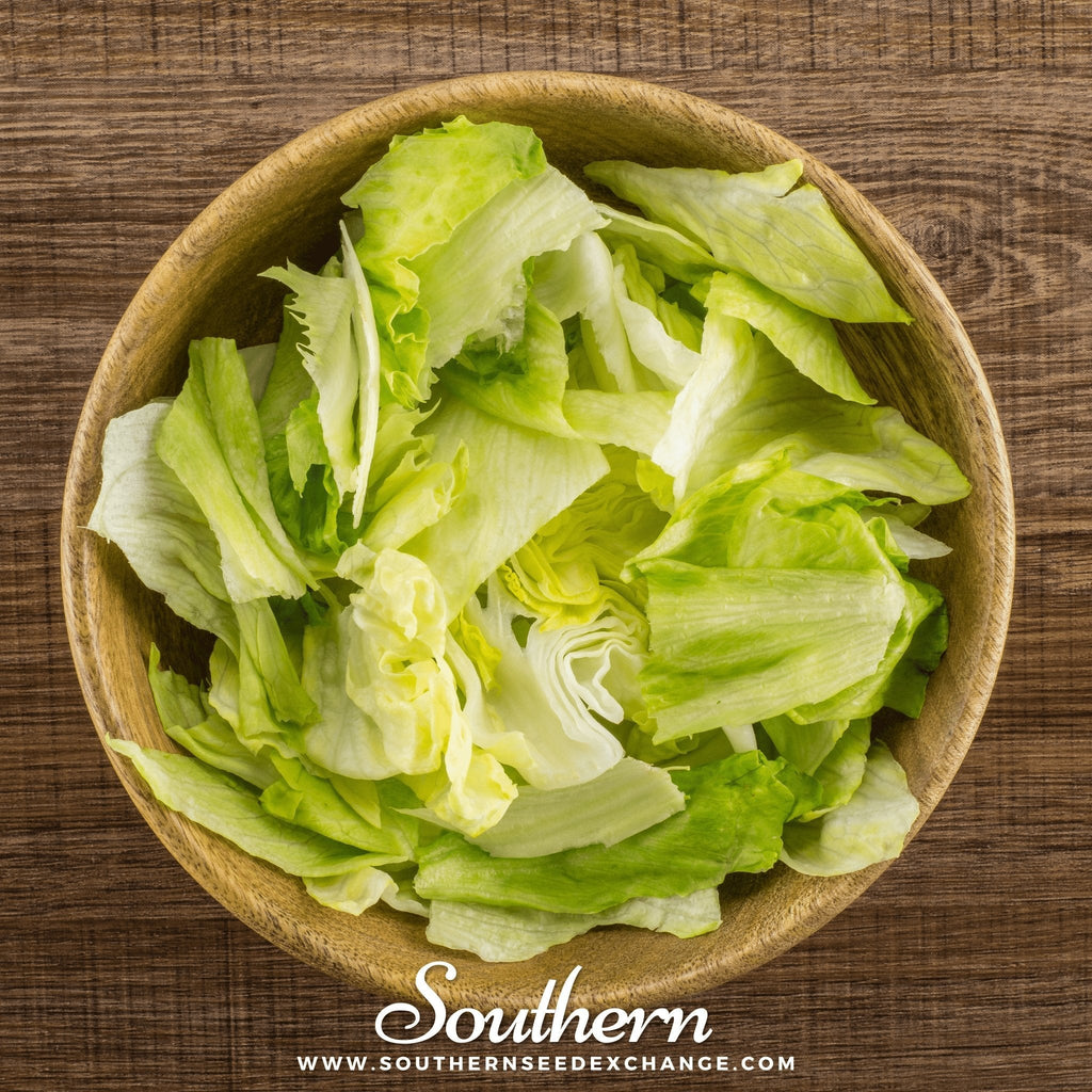 Iceberg Lettuce – 500 Seeds | Seeds | Wiccan Center
