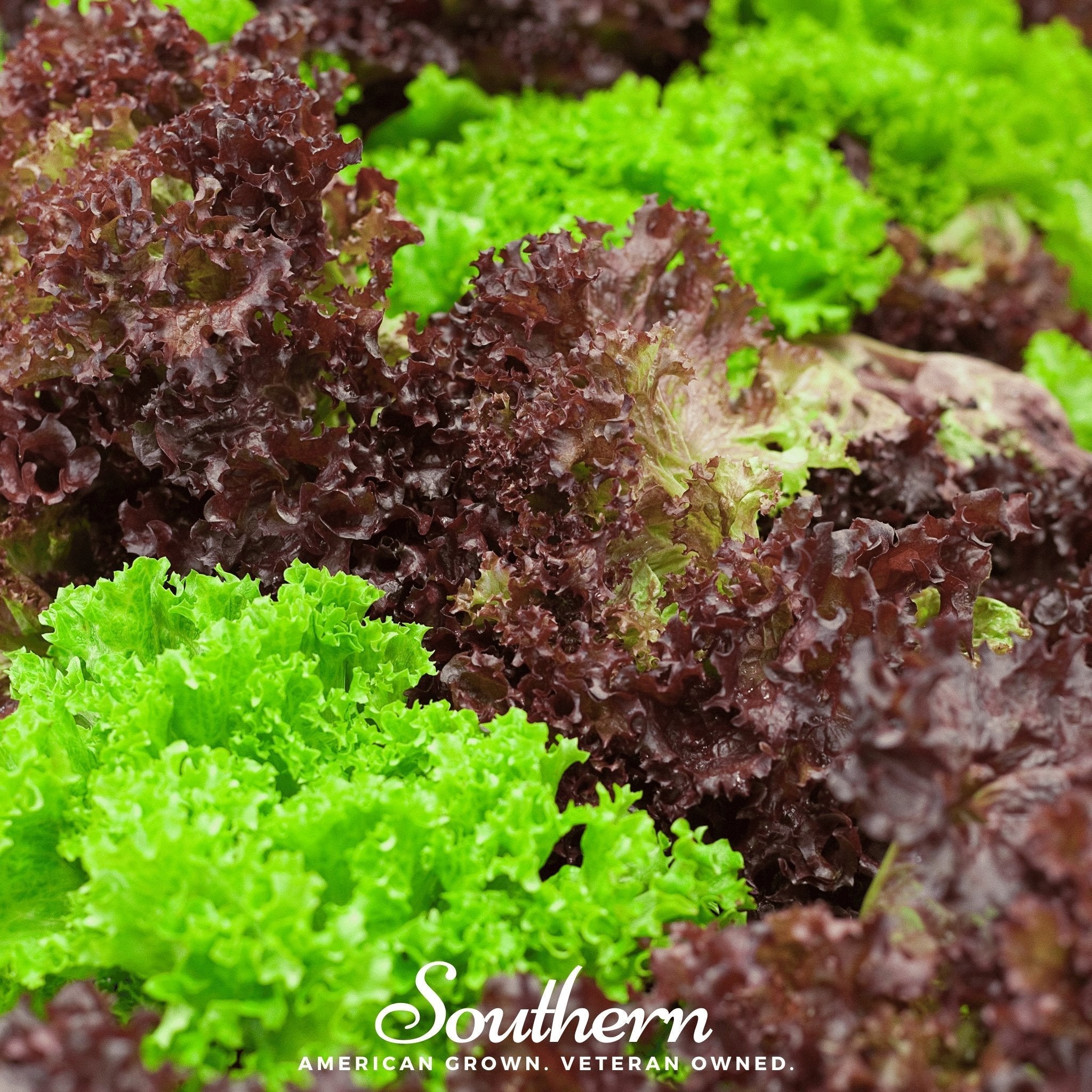 Mesclun Mix Lettuce – 500 Seeds | Seeds | Wiccan Center