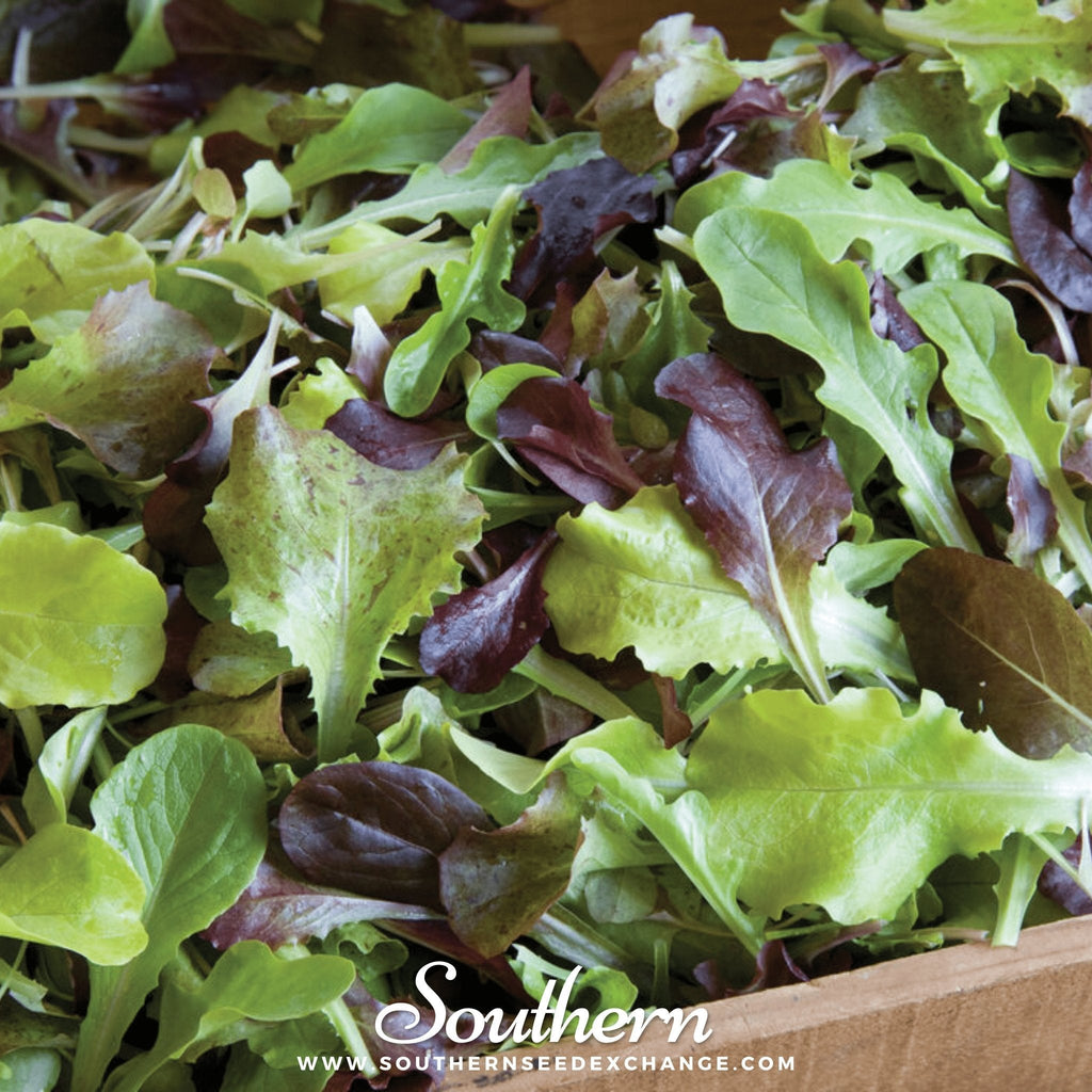 Gourmet Mix Lettuce – 500 Seeds | | Wiccan Center