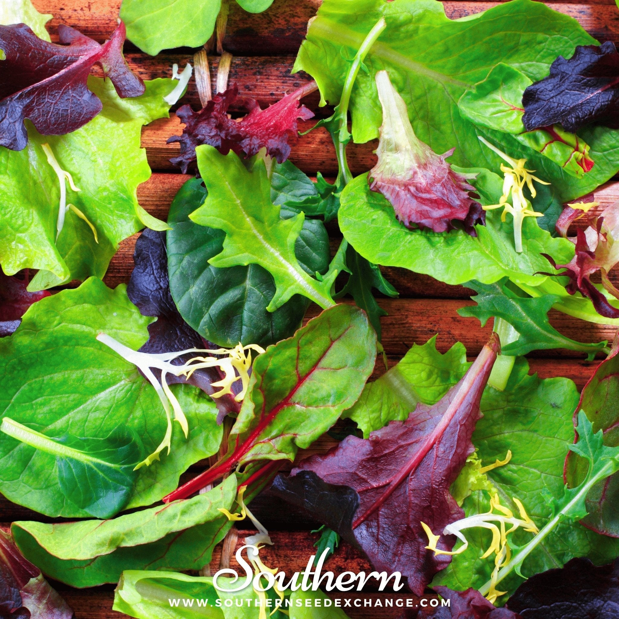 Gourmet Mix Lettuce – 500 Seeds | | Wiccan Center