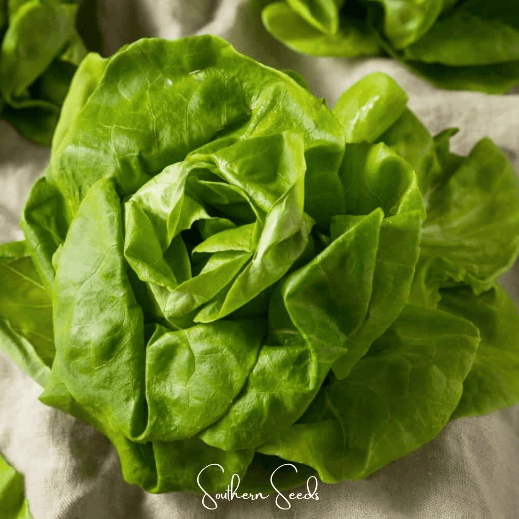 Tom Thumb Butterhead Lettuce – 500 Seeds | Seeds | Wiccan Center