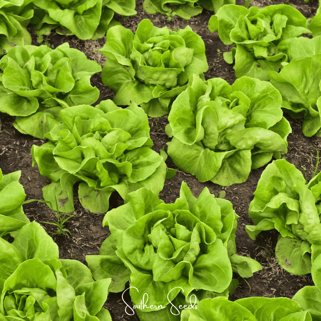 Tom Thumb Butterhead Lettuce – 500 Seeds | Seeds | Wiccan Center