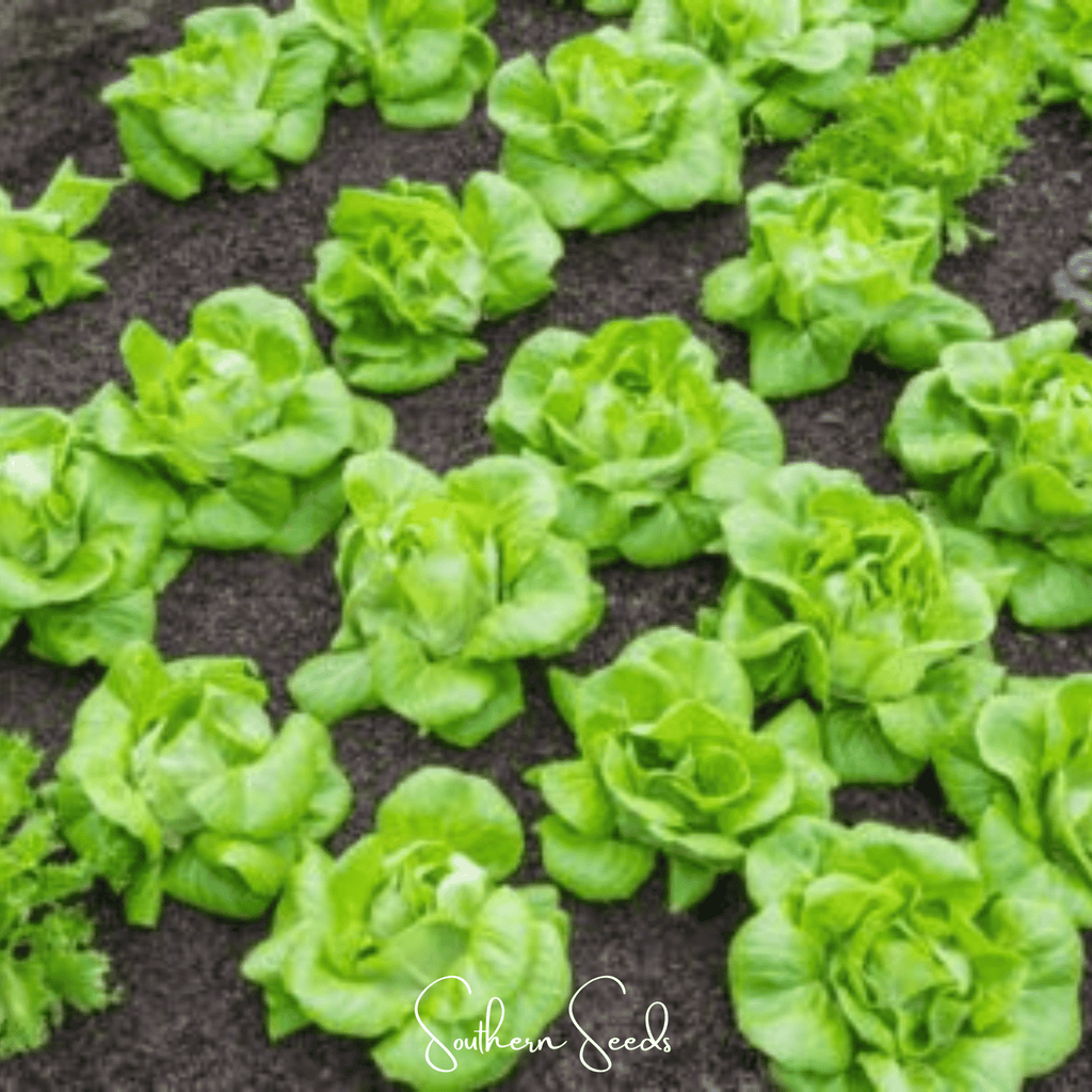 Tom Thumb Butterhead Lettuce – 500 Seeds | Seeds | Wiccan Center