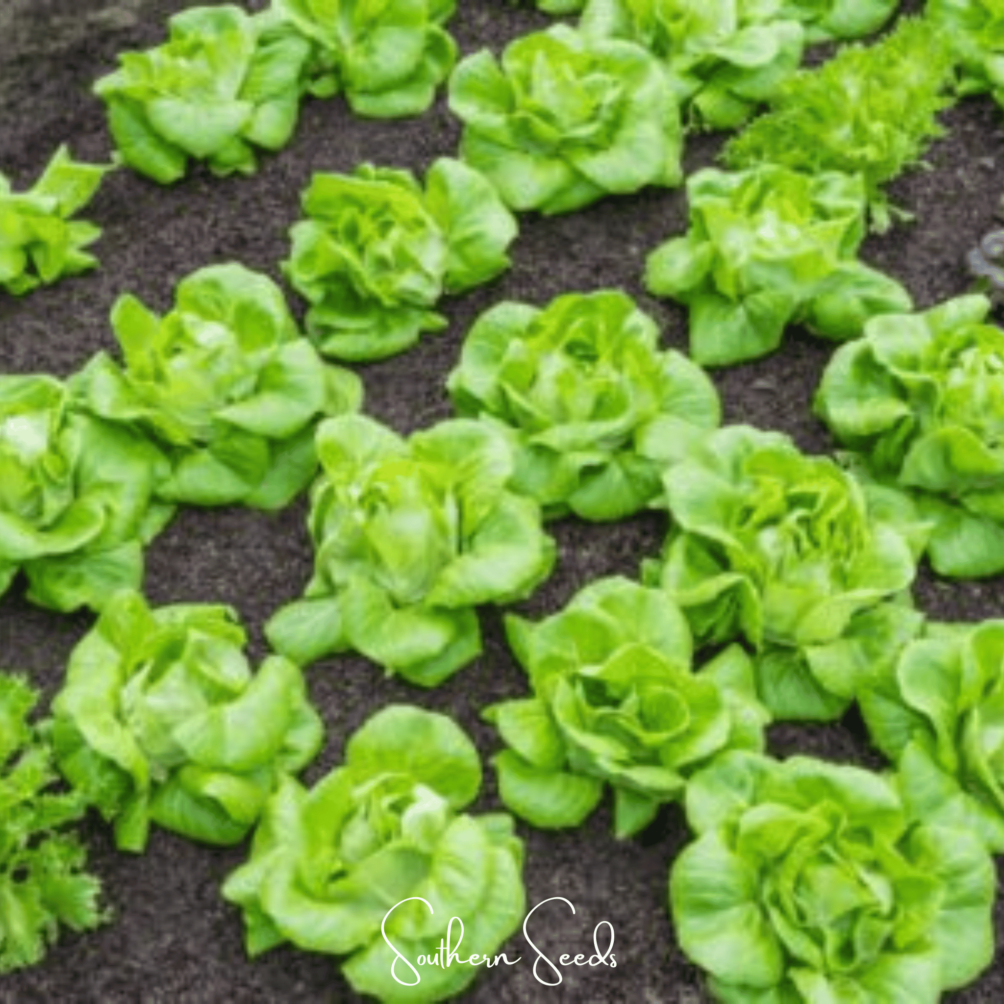 Tom Thumb Butterhead Lettuce – 500 Seeds | Seeds | Wiccan Center