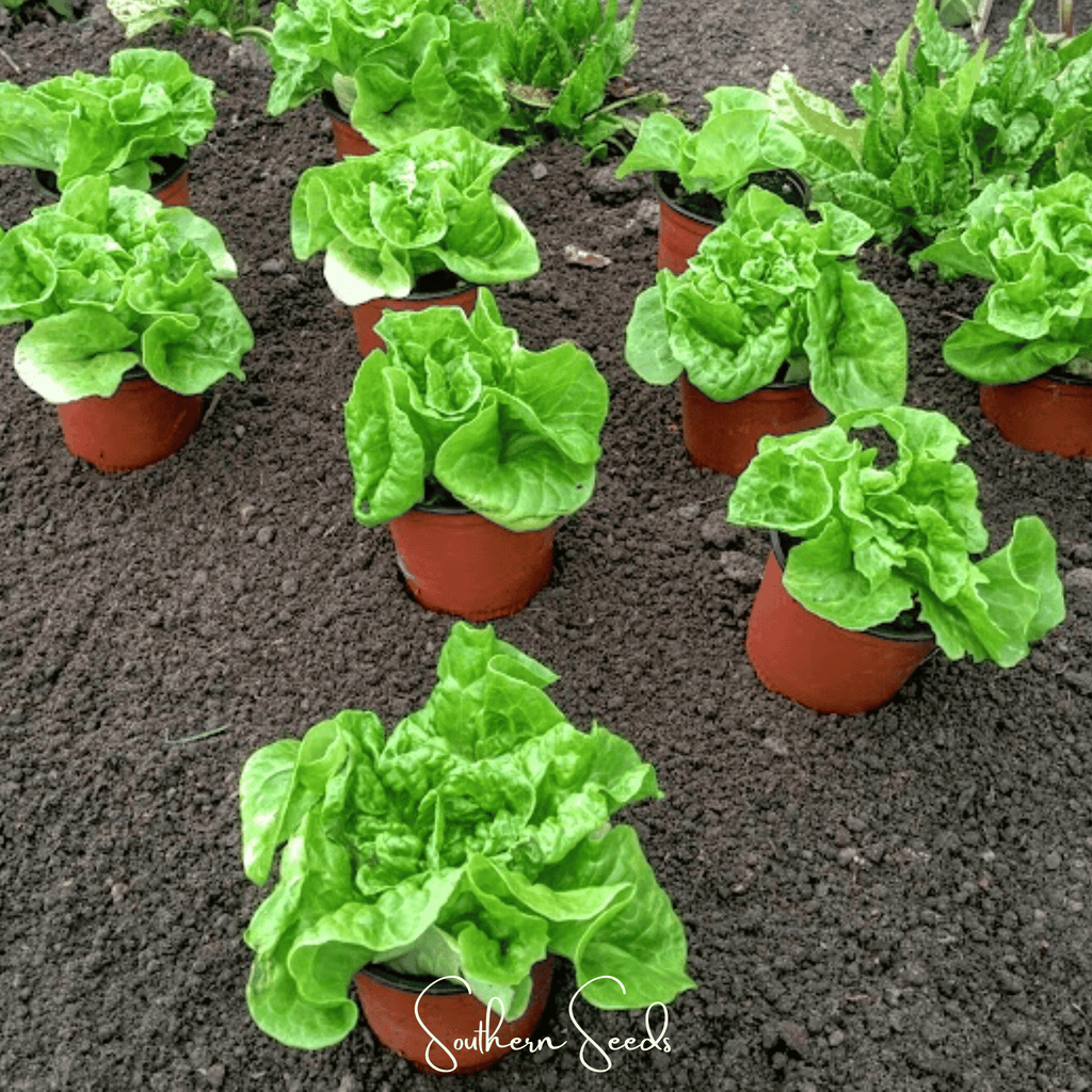 Tom Thumb Butterhead Lettuce – 500 Seeds | Seeds | Wiccan Center