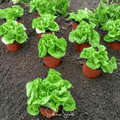 Tom Thumb Butterhead Lettuce – 500 Seeds | Seeds | Wiccan Center