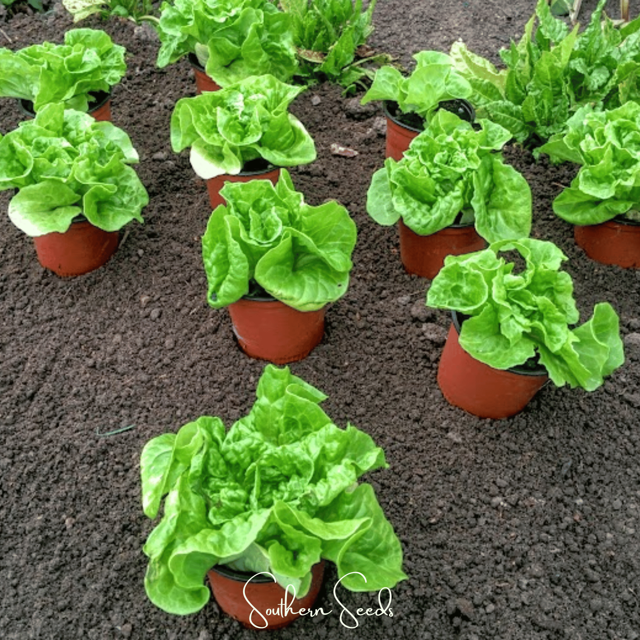 Tom Thumb Butterhead Lettuce – 500 Seeds | Seeds | Wiccan Center
