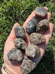 Turritella Agate Lg Tumbled | Tumbled Gemstone | Wiccan Center