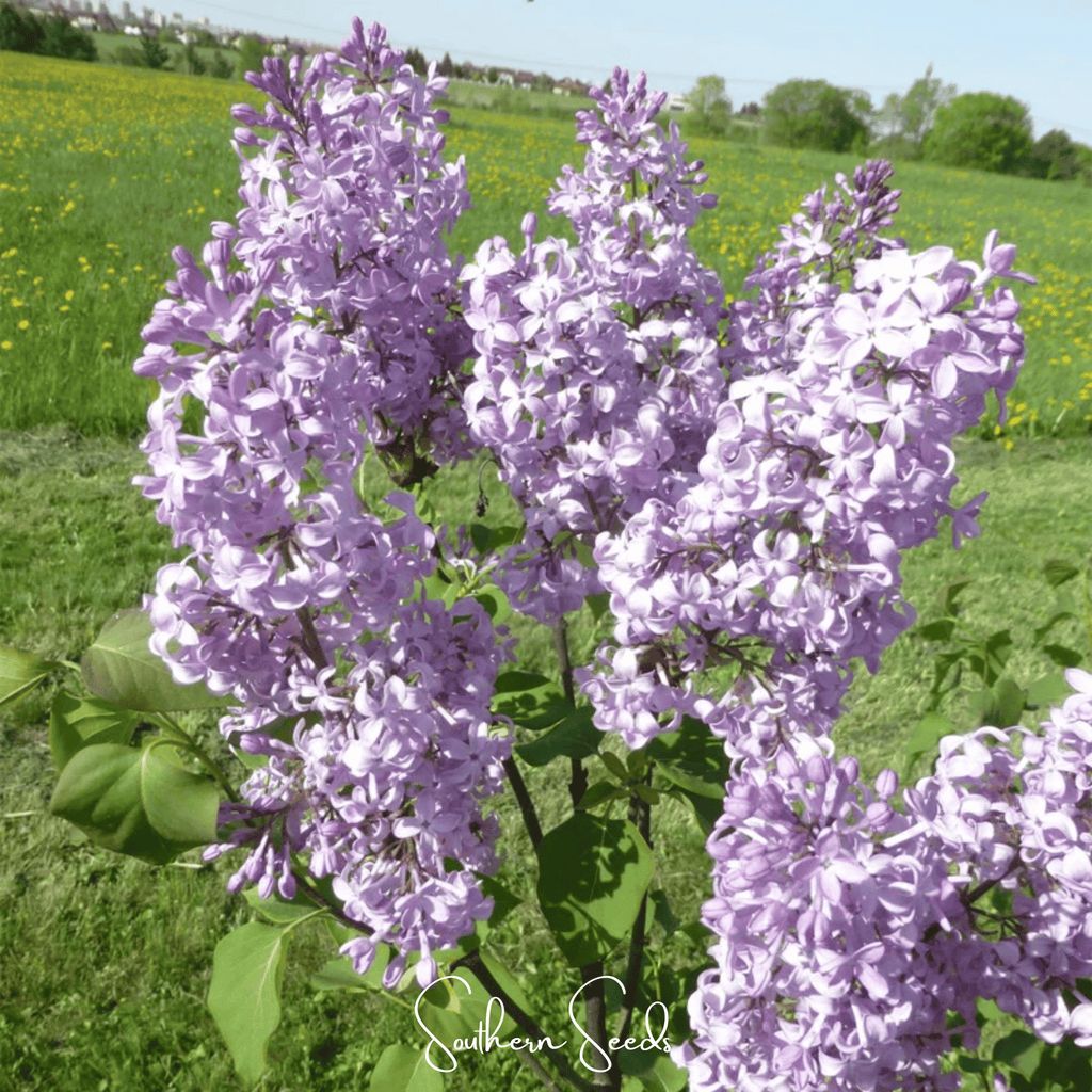 Early Blooming Lilac – 30 Seeds | Seeds | Wiccan Center