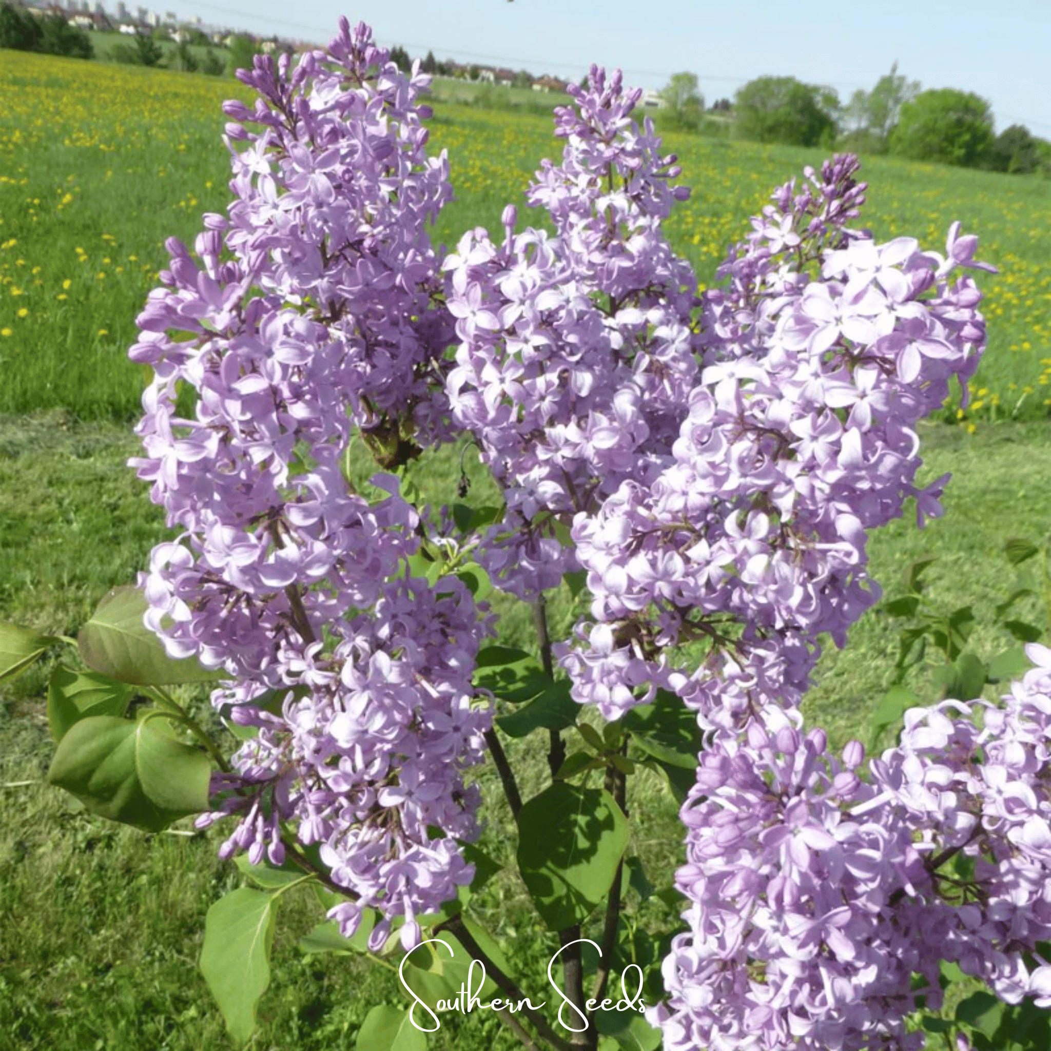 Early Blooming Lilac – 30 Seeds | Seeds | Wiccan Center