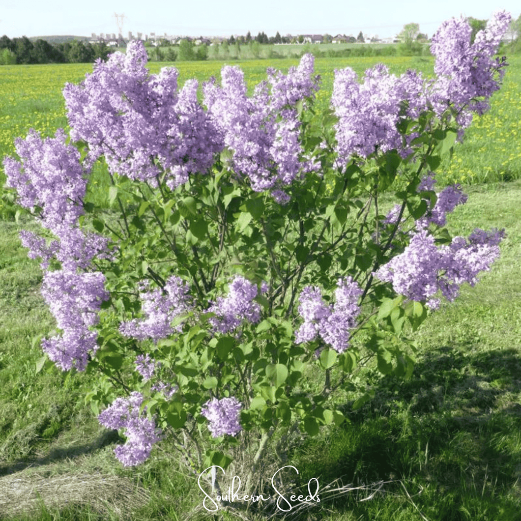 Early Blooming Lilac – 30 Seeds | Seeds | Wiccan Center