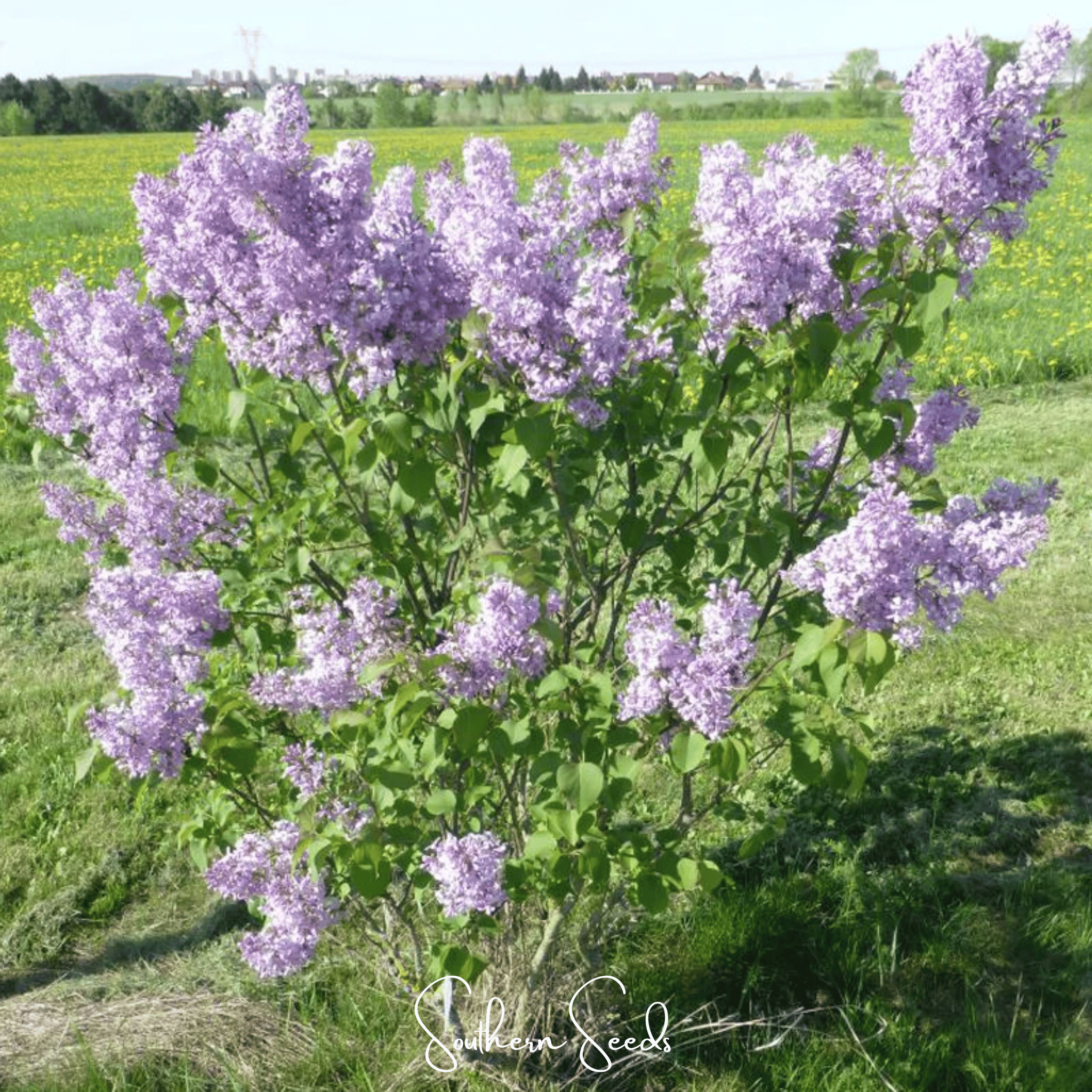 Early Blooming Lilac – 30 Seeds | Seeds | Wiccan Center