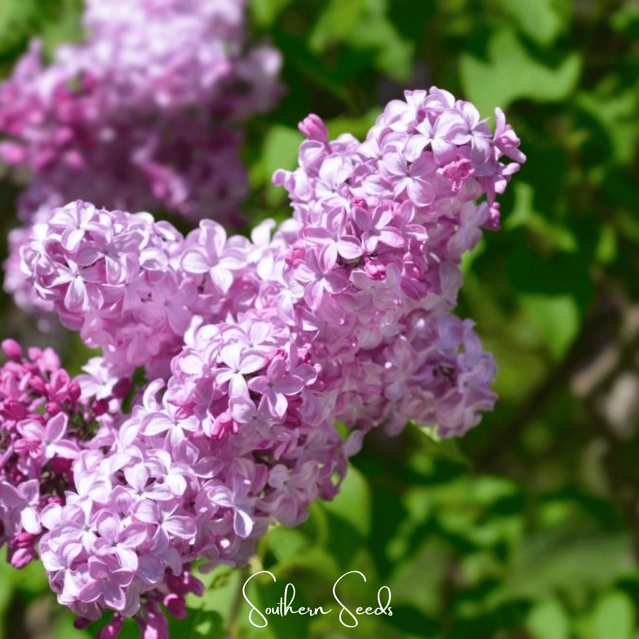 Early Blooming Lilac – 30 Seeds | Seeds | Wiccan Center
