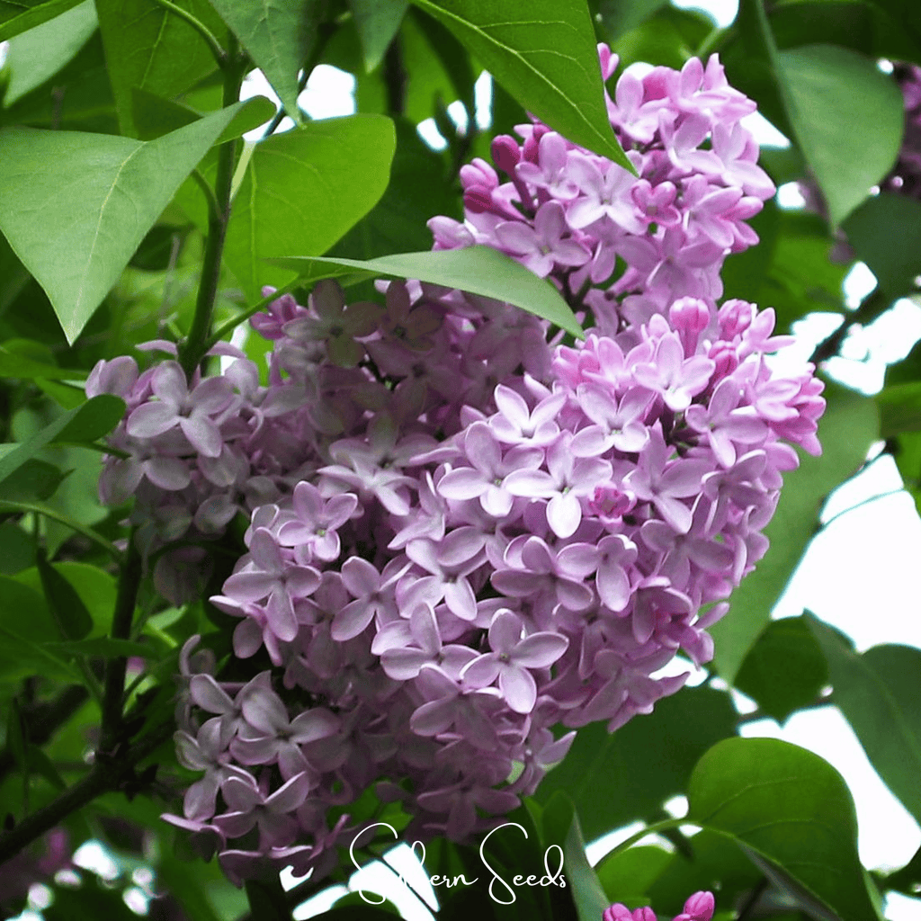 Early Blooming Lilac – 30 Seeds | Seeds | Wiccan Center