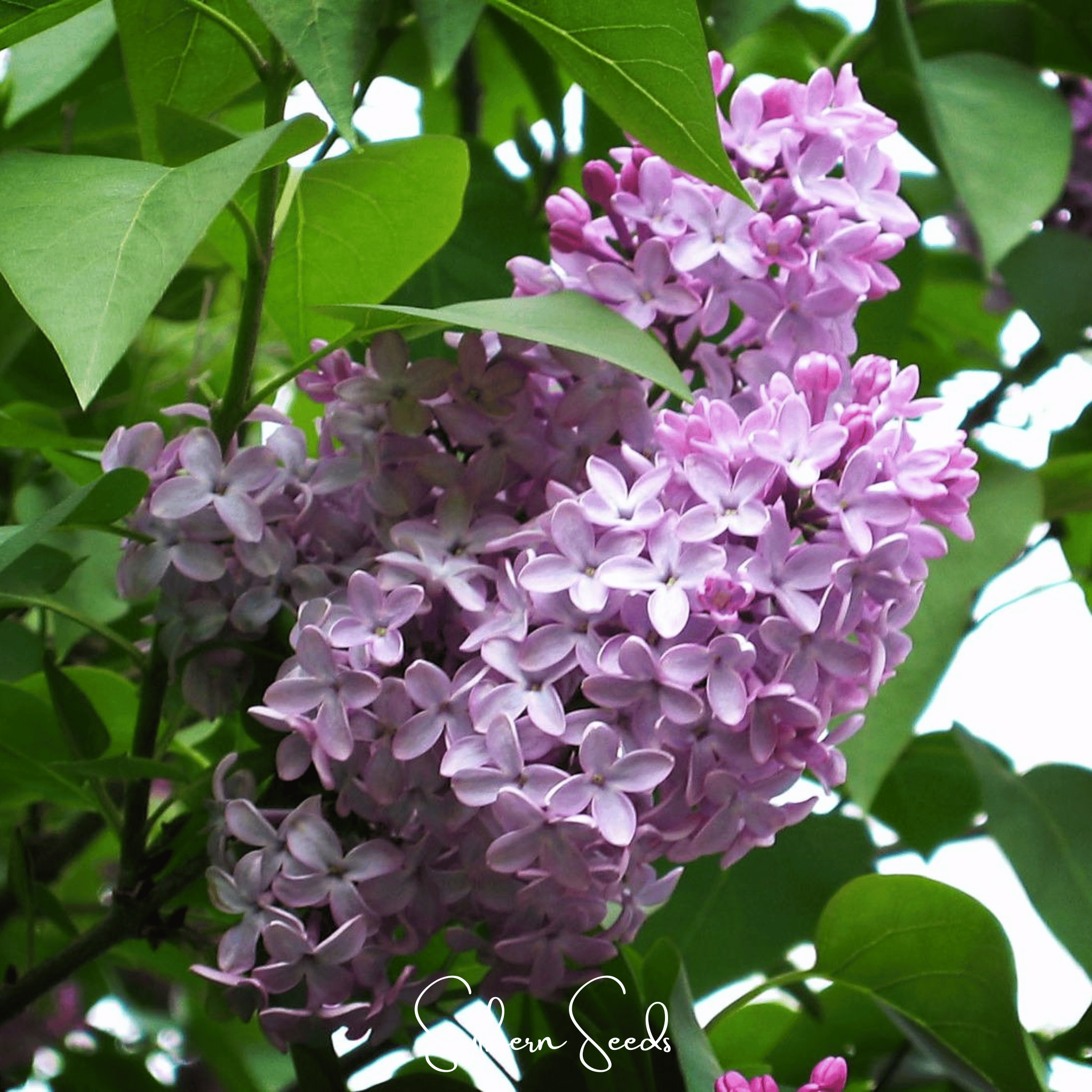 Early Blooming Lilac – 30 Seeds | Seeds | Wiccan Center