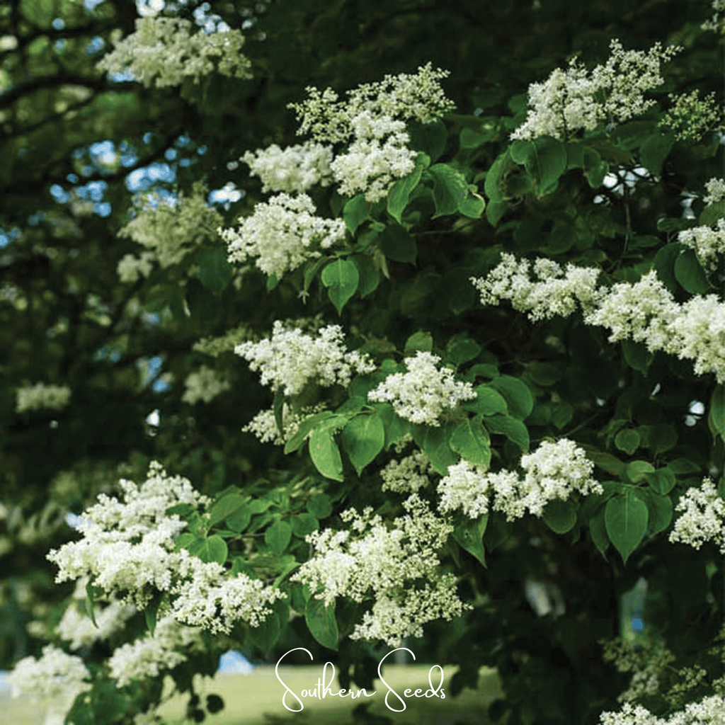 Japanese Tree Lilac – 30 Seeds | Seeds | Wiccan Center