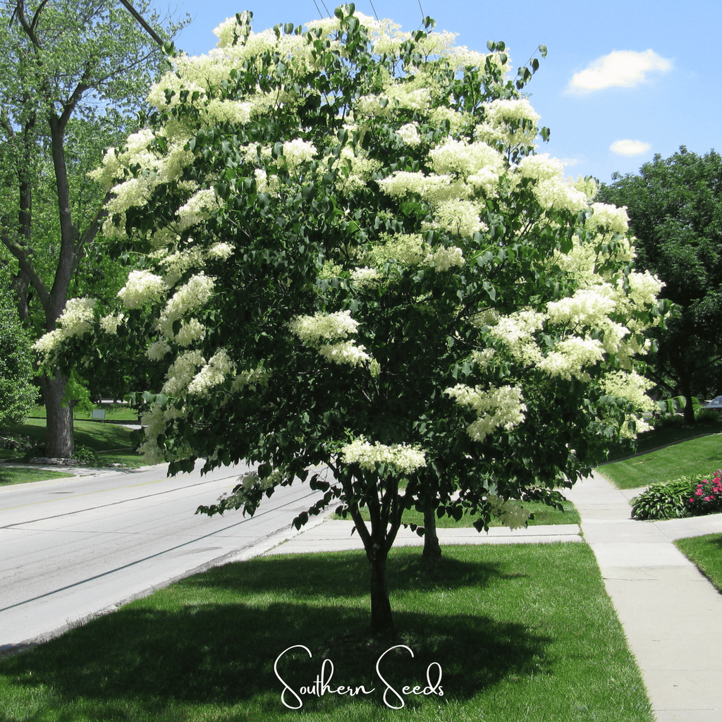 Japanese Tree Lilac – 30 Seeds | Seeds | Wiccan Center