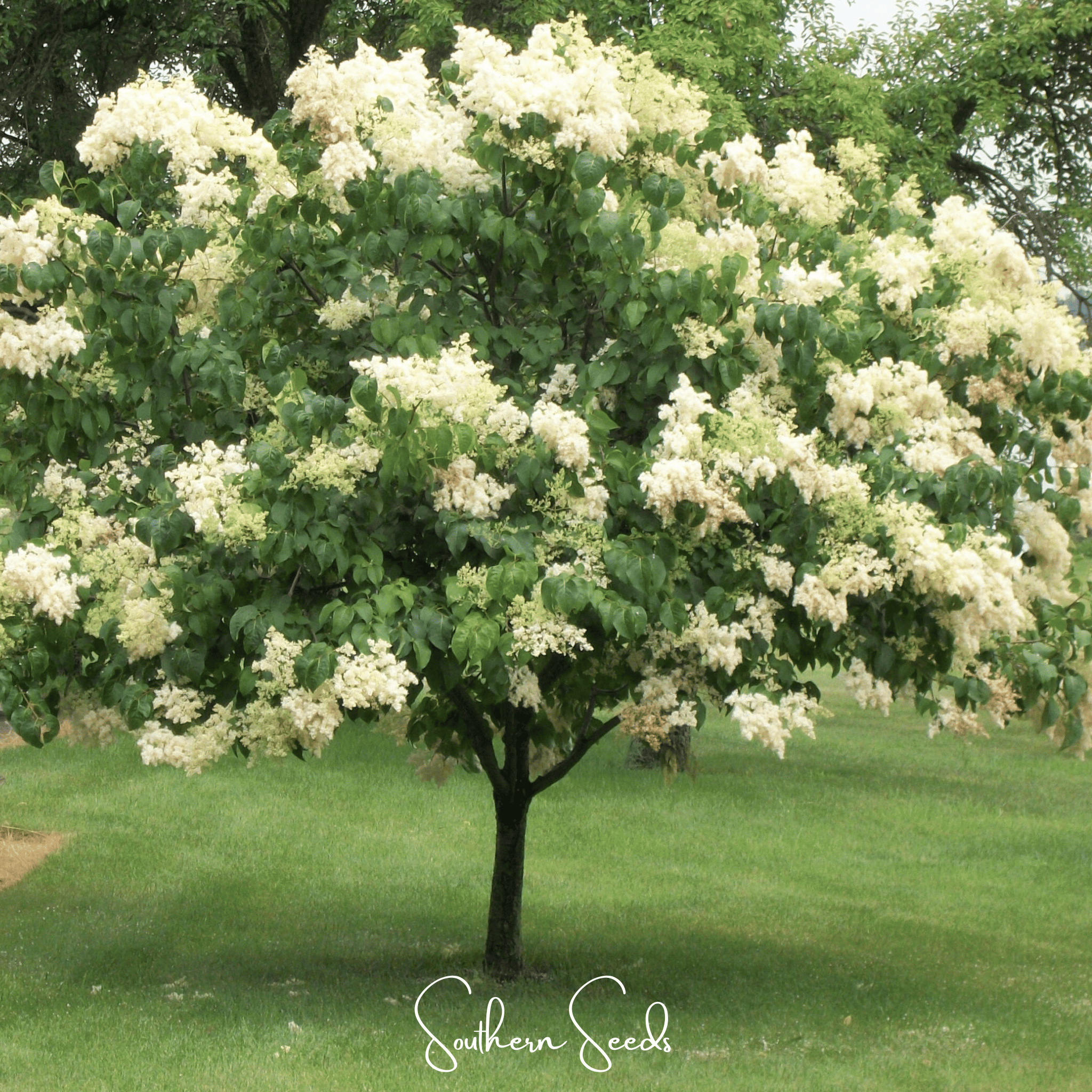 Japanese Tree Lilac – 30 Seeds | Seeds | Wiccan Center