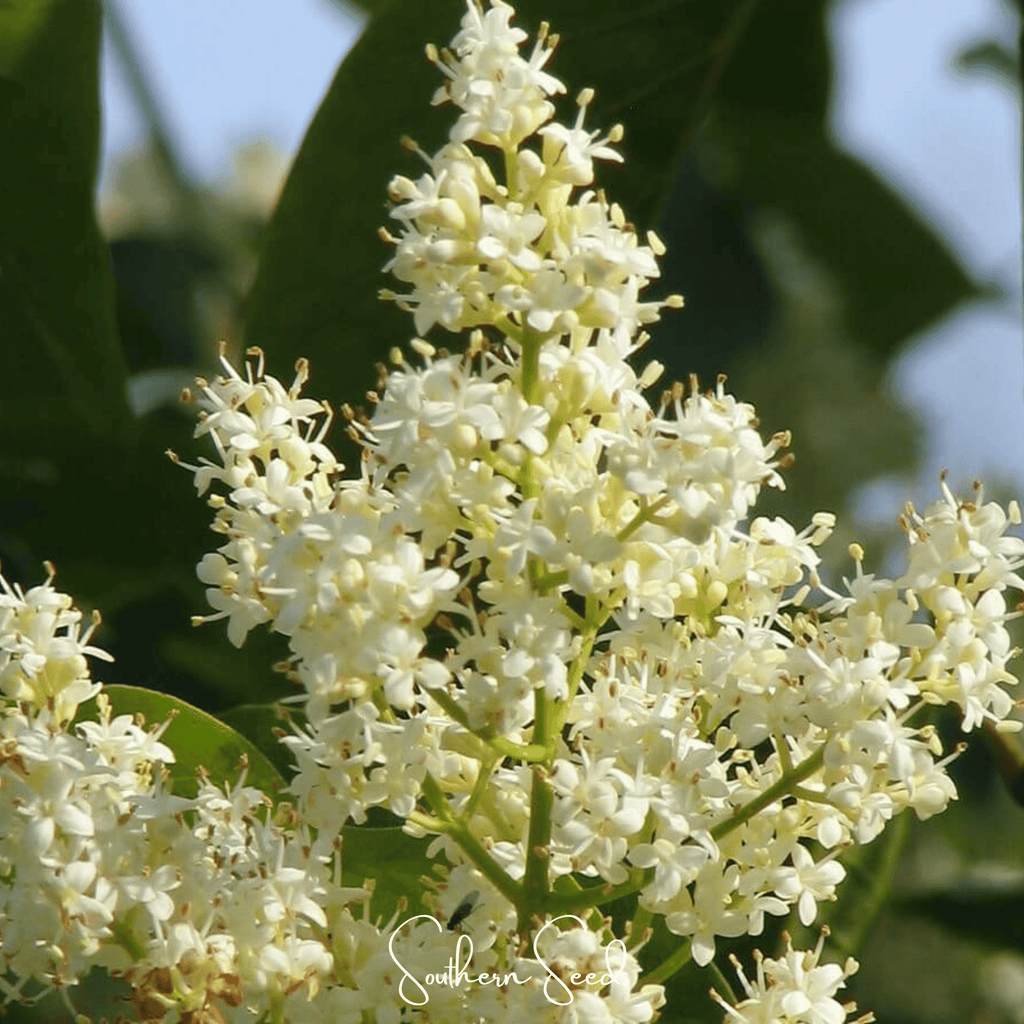 Japanese Tree Lilac – 30 Seeds | Seeds | Wiccan Center