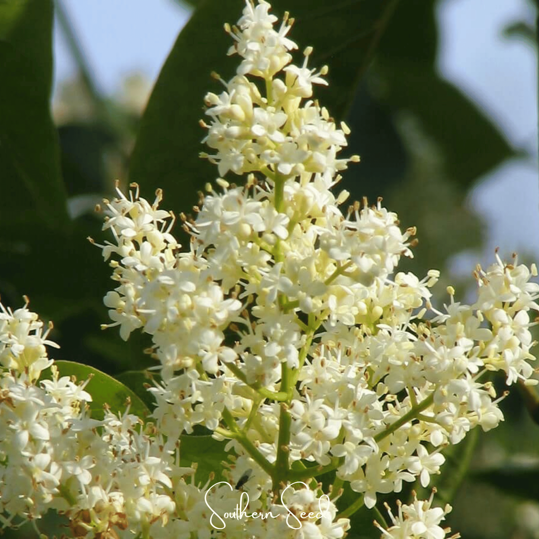 Japanese Tree Lilac – 30 Seeds | Seeds | Wiccan Center
