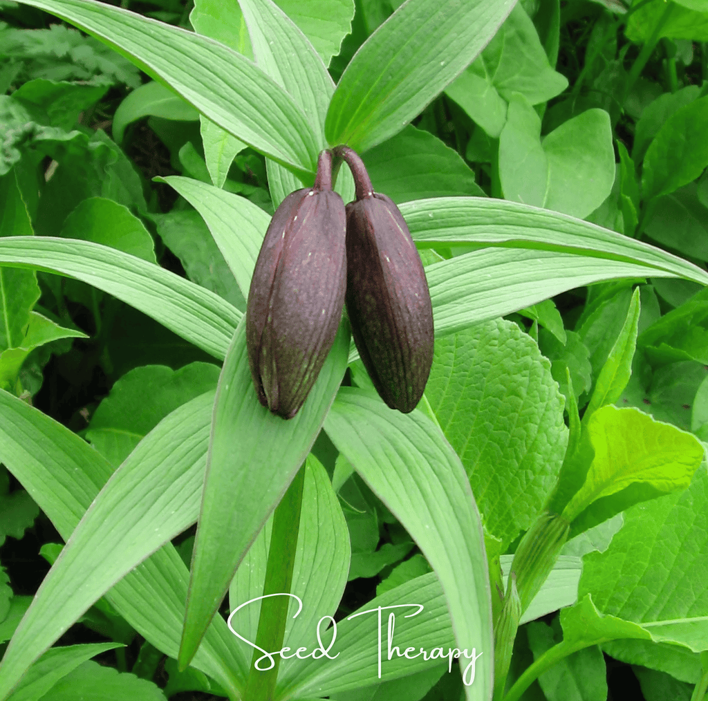 Chocolate Lily – 10 Seeds | Seeds | Wiccan Center